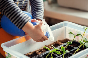 Hands of Little Caucasian boy 2 years old watering seedlings