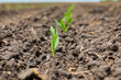 © JJ Gouin - Corn plant emerging out of soil. VE growth stage. Concept of farming, agriculture and planting season