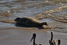 Seals And Pelicans At Carpinteria Seal Sanctuary At Sunset