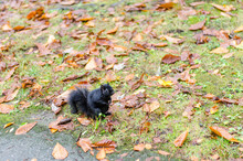 Black Squirrel In Autumn Park