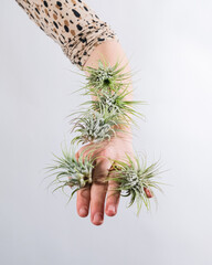 Poster - Vertical shot of succulent plants on a hand of a person with white background