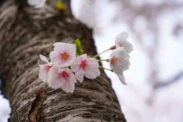 Wall Mural - Beautiful spring flower cherry blossoms, Sakura Flower With Beautiful Nature Background