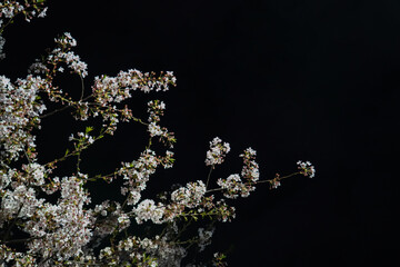 Wall Mural - Beautiful spring flower cherry blossoms, Sakura Flower With Beautiful Nature Background