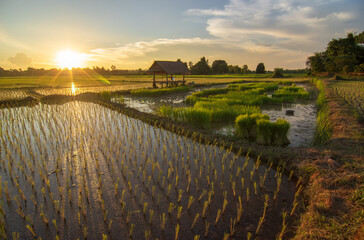 Art rural landscape.Cornfield and the light of the evening sky.Agricultural of asia plantation farm with sunset.organic paddy rice planting on farmland.Beautiful travel and vacation in holiday relax.