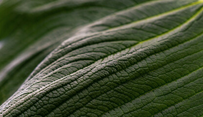 Macro close up of a plant leaf in the amazon rainforest, Yasuni national park, Ecuador.