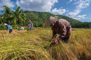 Asian farmers are harvesting in the rice fields harvesting seasonal. Agricultural workers working in rice fields Traditional and organic crop harvesting, planting, agriculture