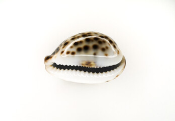 Wall Mural - Sea shell of Tsipraea tigris on a white background. Isolate