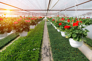 Wall Mural - Industrial growth of pink roses in a Dutch greenhouse