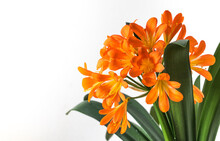 Clivia, A Large Orange Flower On A White Background.