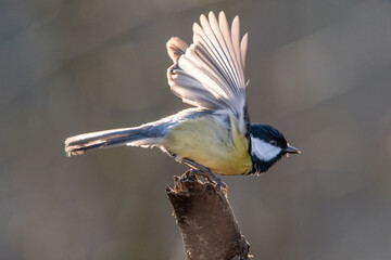 Wall Mural - Tit on branch. Close-up of great tit. Parus major - birds-spring. 