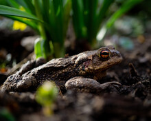 Closeup Of A Common Toad