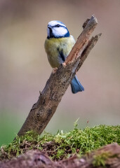 Wall Mural - Tit on branch. Close-up of great tit. Parus major - birds-spring. 