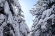 Ośnieżone drzewa w lesie zimą z bliska
