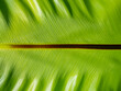 Palm leaf texture. Abstract background of exotic plant, close up view.