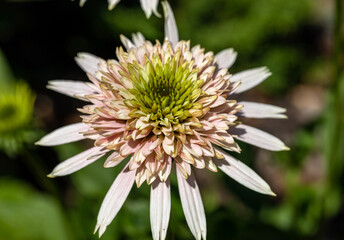 Poster - Flowers of  Echinacea - an herb stimulating the immune system