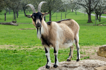 goat on the pasture portrait