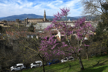 Canvas Print - Florence, April 2021: View of the Basilica of the Holy Cross in Florence with flowering judas tree in spring. Italy