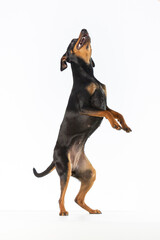 Wall Mural - Black and tan Miniature Pinscher standing on her hind legs reaching up on a white background