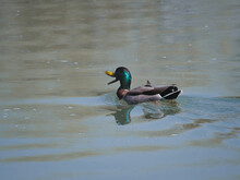 Closeup Of A Mallard Duck Swimming Away In The Pond During Daylight