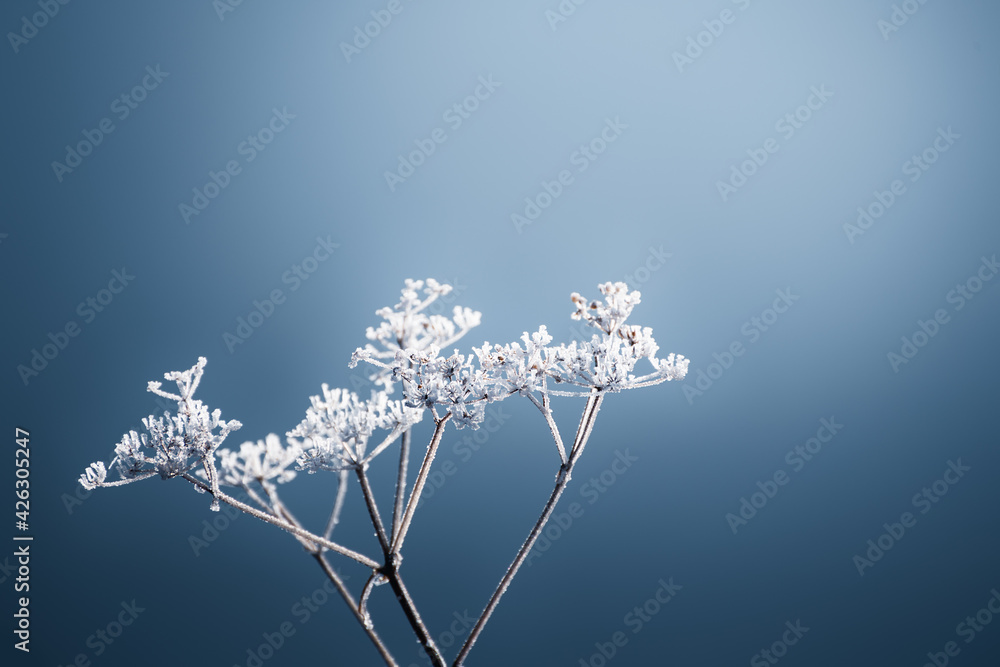 Frosted plants on the shore of lake in misty morning. Macro image, shallow depth of field. Blurred nature background - obrazy, fototapety, plakaty 