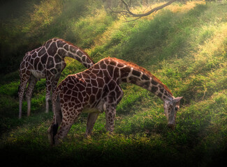 Canvas Print - Beautiful giraffes grazing in the green meadow with sunlight falling on them