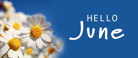 Poster - Hello June. Beautiful blooming chamomiles on blue background, banner design