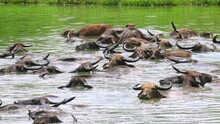 Asian Water Buffalo Enjoying Diving In Pond. Udawalawe National Park Sri Lanka