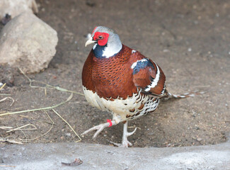 Wall Mural - Elliot's pheasant.
It lives in eastern China and lives there in subtropical forests. The name is given in honor of the American ornithologist Daniel Giraud Elliot.