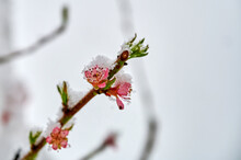 Frosty Winter Scenery - Snow And Ice Covering Branch Of A Blossoming Peach