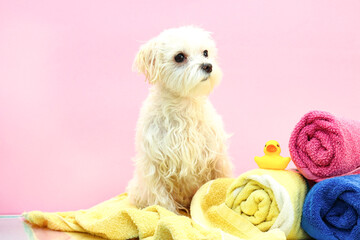 a small white and fluffy dog. She was washed and combed and put on a bow