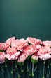Bouquet of pink carnations on dark green background.