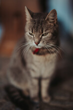 Vertical Selective Focus Shot Of A Gray Tabby Cat Looking Down With Tired Green Eyes