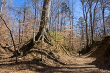 The Sunken Trace On Natchez Trace Parkway In Mississippi USA