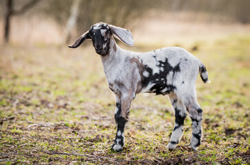 Wall Mural - Small south african boer goat doeling portrait on nature