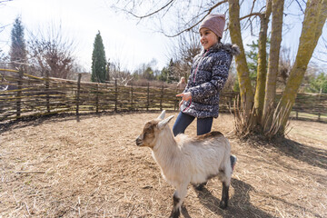 Cute little girl feeding sheep and goats on the farm.