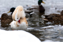 Male White Mandarin Ducks Albino Cleaning Its Feather Near Lake In Winter Among Other Mallards
