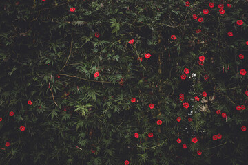 Wall Mural - Closeup shot of blooming Cypress vines in a garden