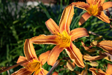 Wall Mural - Orange flowering lilies (Lilium bulbiferum) in garden at daytime, close up and selective focus