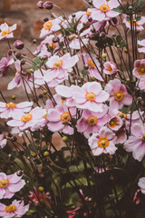 Sticker - Vertical shot of beautiful pink Anemone flowers blooming in a garden