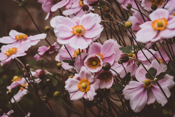 Poster - Closeup shot of beautiful pink Anemone flowers blooming in a garden