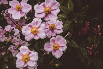 Poster - Closeup shot of beautiful pink Anemone flowers blooming in a garden