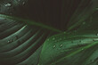 Leinwanddruck Bild - Closeup shot of water droplets on green leaves
