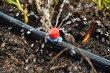 canvas print picture - Drip irrigation.
The photo shows the irrigation system in a raised bed.
Blueberry bushes sprout from the litter against drip irrigation.