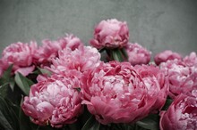 Peony Flowers Close-up. Beautiful Peony Flower For Catalog Or Online Store. Bright Flower On A Background Of A Gray Wall. Flower Delivery.Copyspace.
