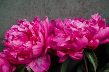 Peony Flowers Close-up. Beautiful Peony Flower For Catalog Or Online Store. Bright Flower On A Background Of A Gray Wall. Flower Delivery.Copyspace.