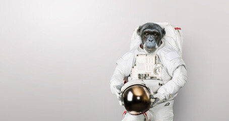Wall Mural - monkey astronaut in a space suit with a helmet stands on a white background. spaceman chimpanzee, co