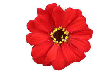 Canvas Print - Red zinnia isolated on white. Very detailed