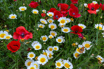 Wall Mural - field of flowers