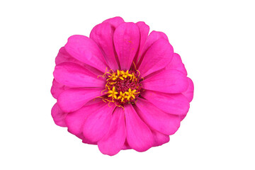 Sticker - Pink zinnia isolated on white. Very detailed