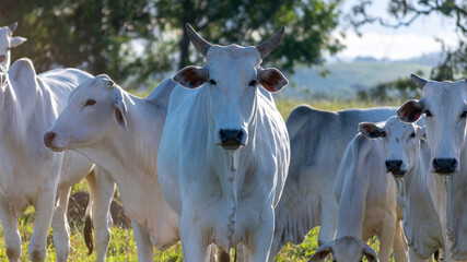 Wall Mural - detail of several heads of cattle Nelore